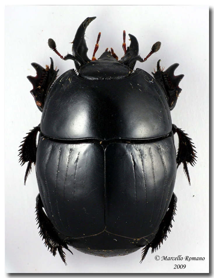 http://www.entomologiitaliani.net/public/forum/img/velvet%20ant/20090604154715_Hister%20inaequalis_Gibilmanna_23%20V%202009.jpg