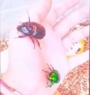 Avatar utente