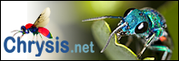 risorsa online su Hymenoptera Chrysididae e Macrofotografia