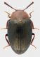 Erotylidae_Campagnano_12.XII.2012_5mm_grey.jpg