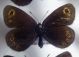Erebia sp..jpg
