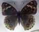 Junonia sp..jpg