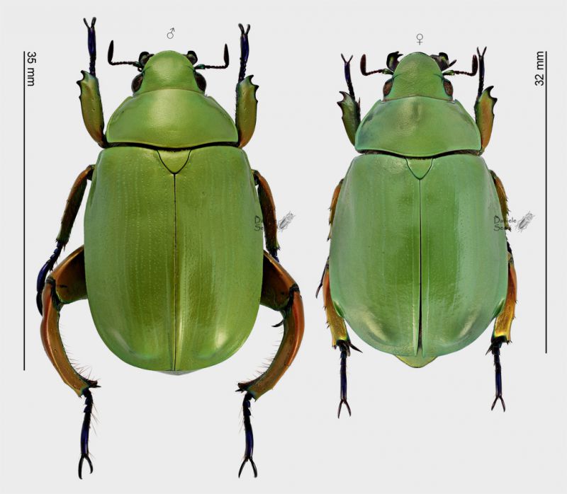 Chrysina macropus couple rid.jpg