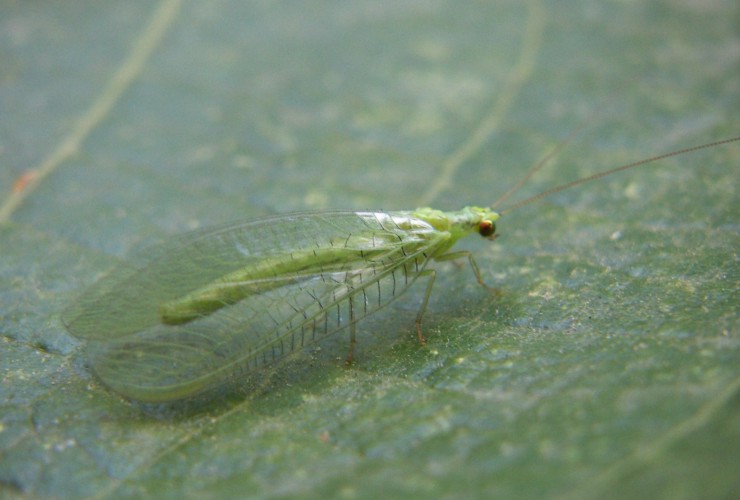 Chrysopa sp. 2.jpg