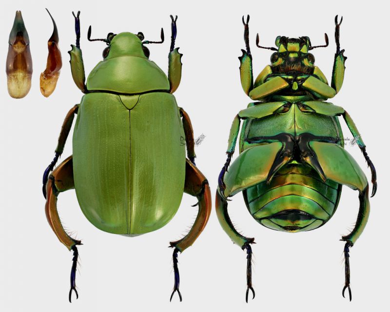 Chrysina macropus m plate rid.jpg