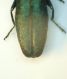 Agrilus01b 27.IV.08.JPG