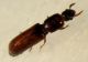corticeus fei.jpg