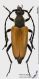 Paracorymbia_tonsa_fs.JPG