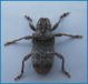 Buprestoides robustus julodensis.png