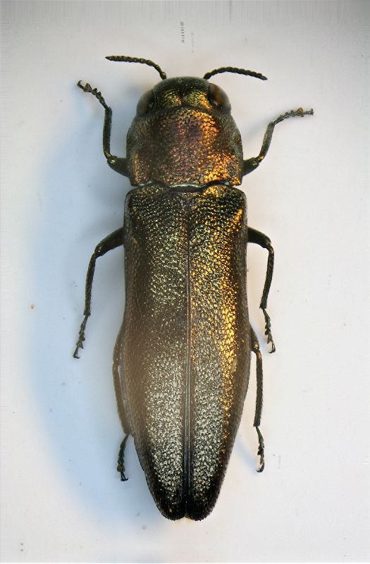 Agrilus02 03.IV.06.JPG