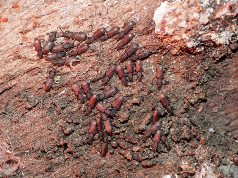 orizaephilus gruppo e.JPG