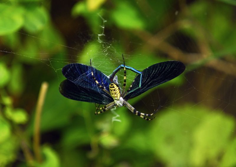 15496 Calopteryx virgo predata da Argiope  bruennichi.jpg