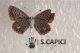 2012Dec18_0299.jpg