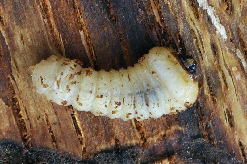 larva_3_1.jpg