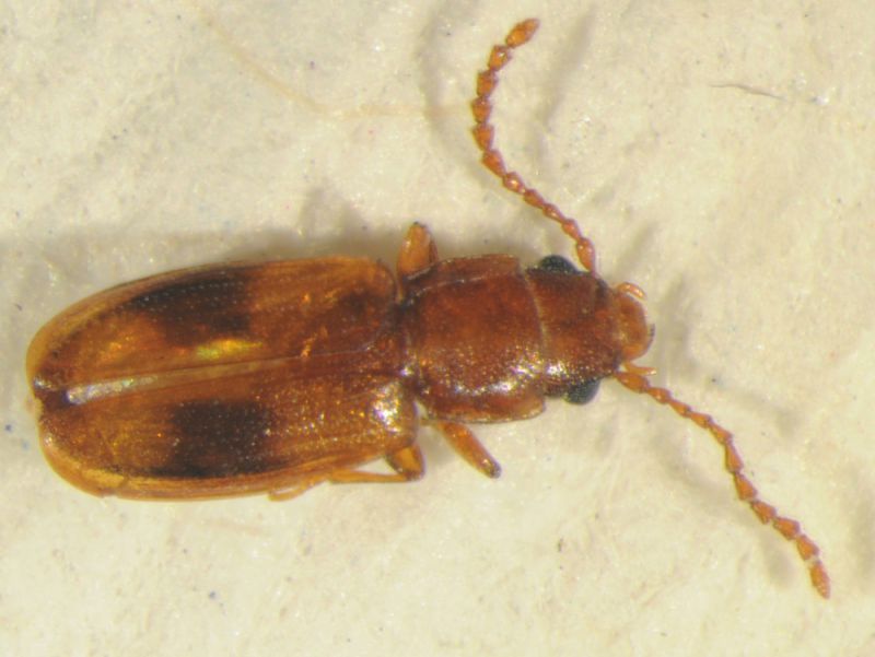 Laemophleidae (pleconotus) 2_2mm luglio fei.jpg