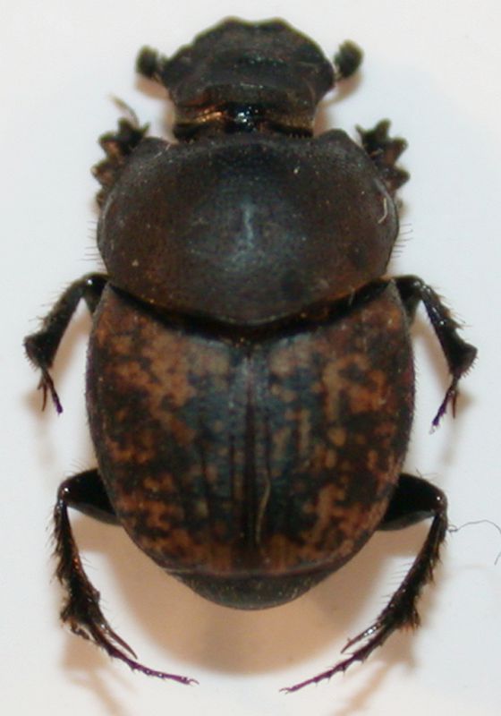 Onthophagus 1.jpg