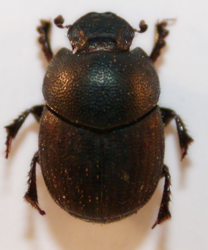 Onthophagus21.jpg