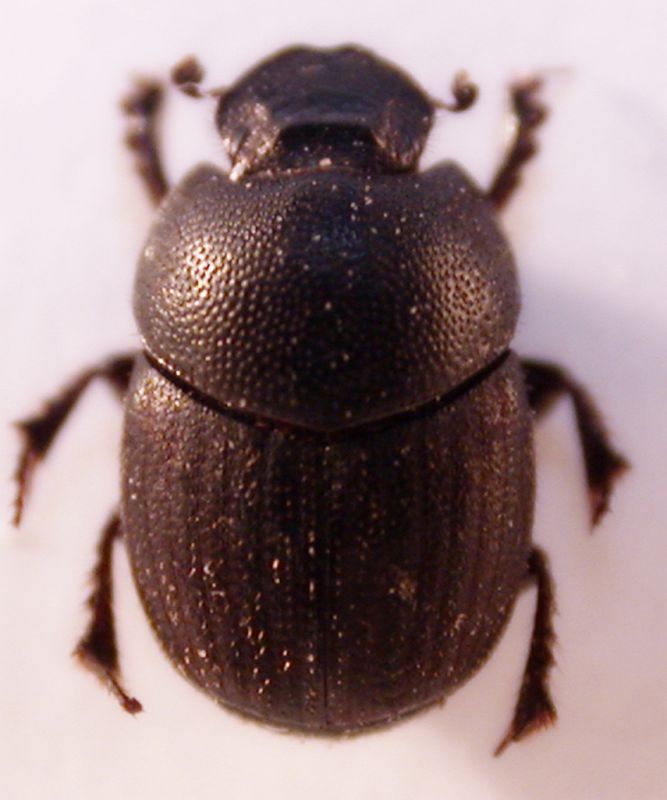 Onthophagus22.jpg