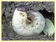 2 larve circa 60 mm. Roma Aniene Nomentana 10.12.2012.jpg