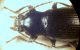 Stenomax meridianus (Mulsant 1854)head..JPG