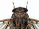cicada orni 001 copia.jpg