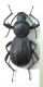 S. tingitanus gimeli.jpg