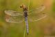 orthetrum-brunneum_DSC3353.jpg