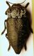 (Buprestidi) Capnodis tenebroides1.jpg