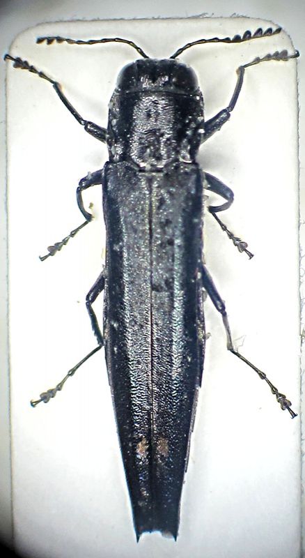 Agrilus sp. Nepal.jpg