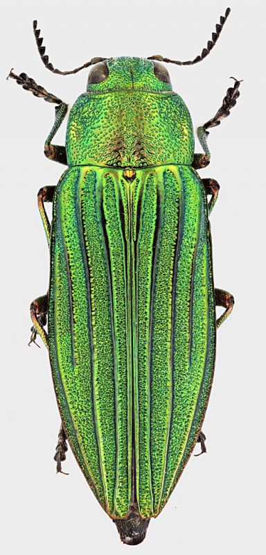 Buprestis_costipennis_Pak_Changla_Gali_VII-2008_20mm_grey.jpg