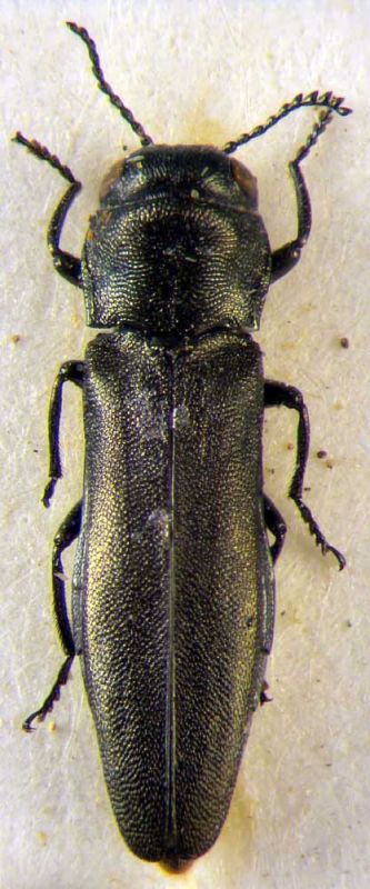 Agrilus dalmatinus.JPG