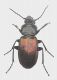 P. bicolor amorei.jpg