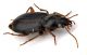 Comb0581_13jcr.jpg