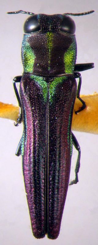 Agrilaxia schmidti.JPG