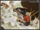 _3-Mutillidae IMG_4053.jpg