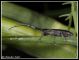_2-Agapanthia.jpg