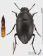 Tenebrionid_s.JPG