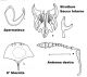 Parti anatomiche di Sitona lineatus.jpg