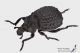 Brachycerus_s2.jpg