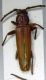 arhopalus , Guiglia , ex larva da pinus sp. .JPG