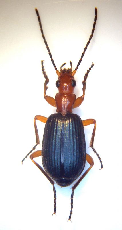 Brachinus nigricornis dorso.jpg