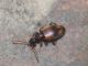 anthicidae 1.JPG
