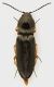 Cardiophorus_Caldara_31-XII-2012_6,5mm_grey.jpg