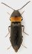Cardiophorus_Maccarese_1-I-2013_6mm_grey.jpg