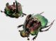 Phanaeus tridens3_4 rid.jpg