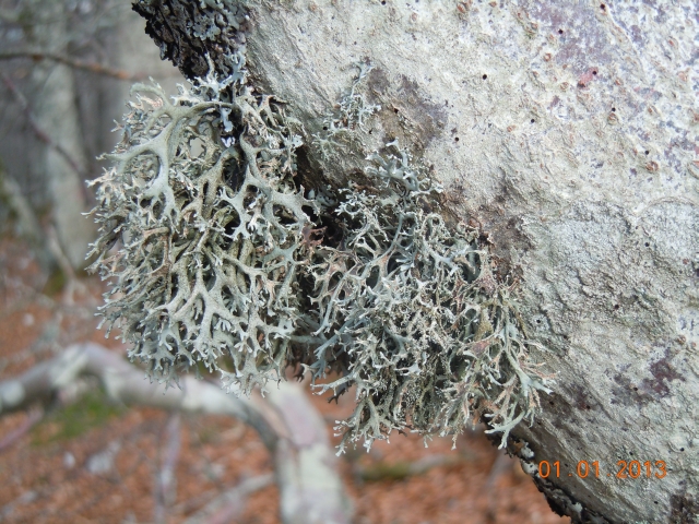 lichene.jpg