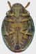 Polybothris_coccinella_b_grey.jpg