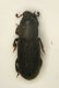 aaa curculio1.JPG