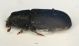 aaa curculio2.JPG