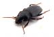 Comb0584_27jcr.jpg